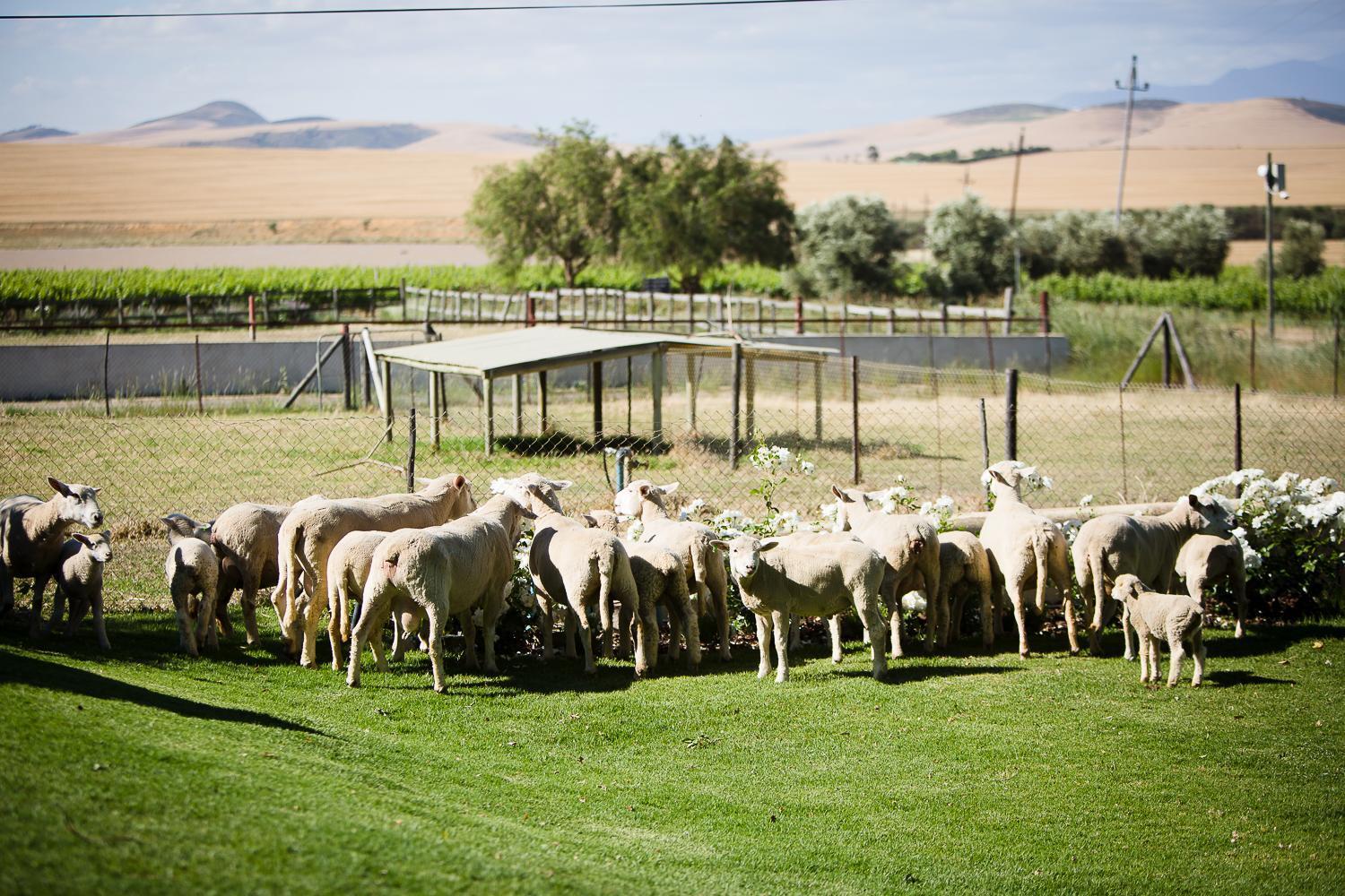 Doran Vineyards Paarl