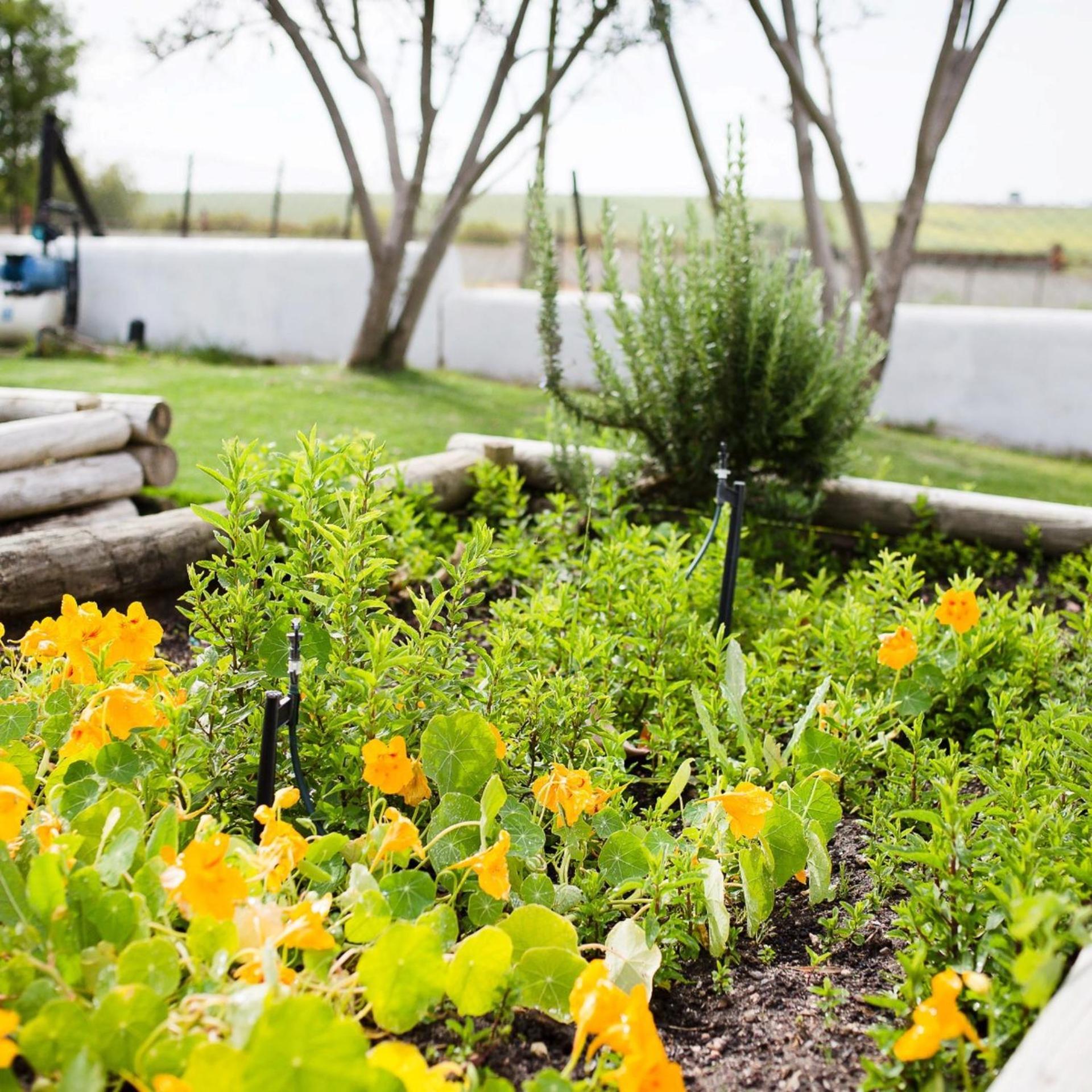 Doran Vineyards * Paarl