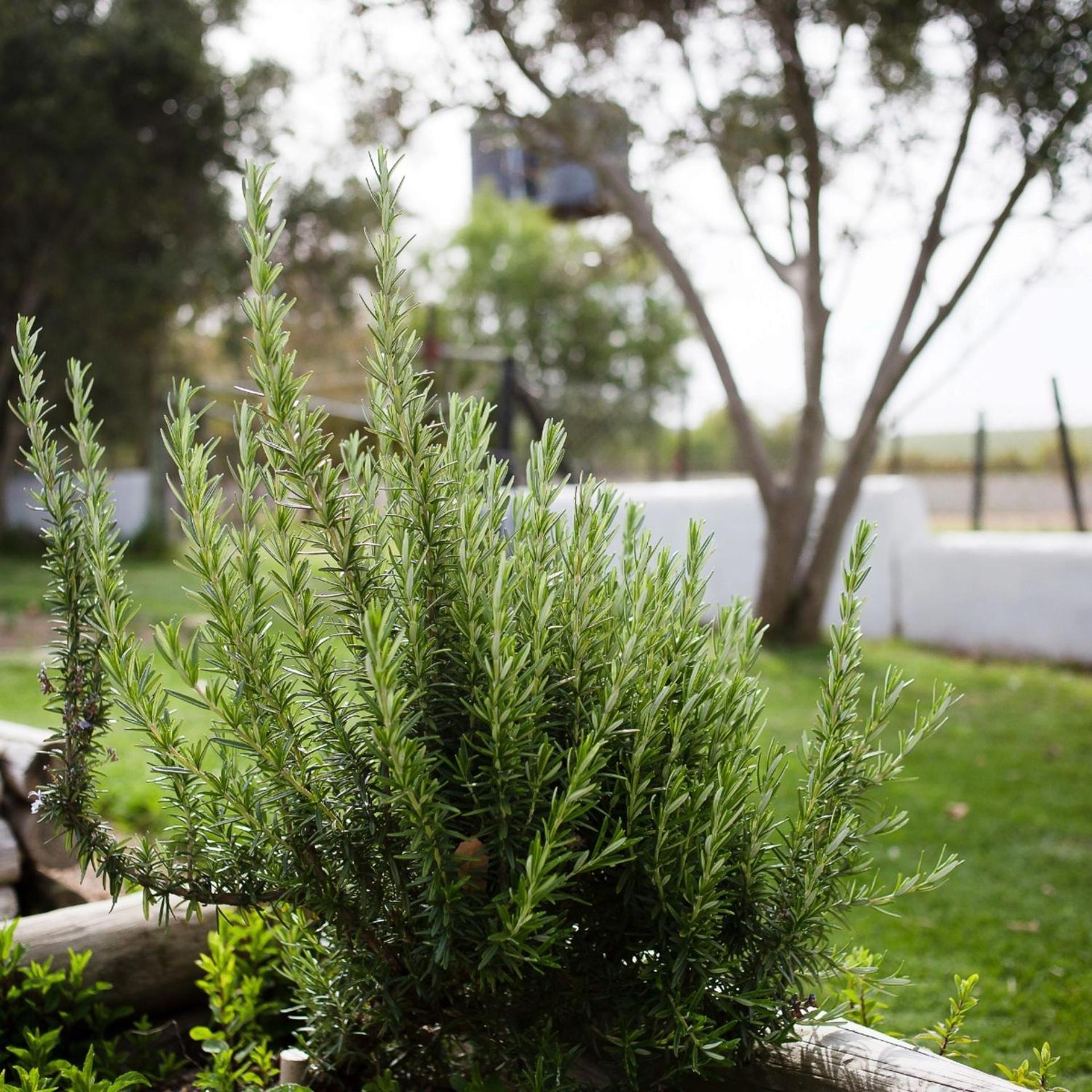 Doran Vineyards Farm stay