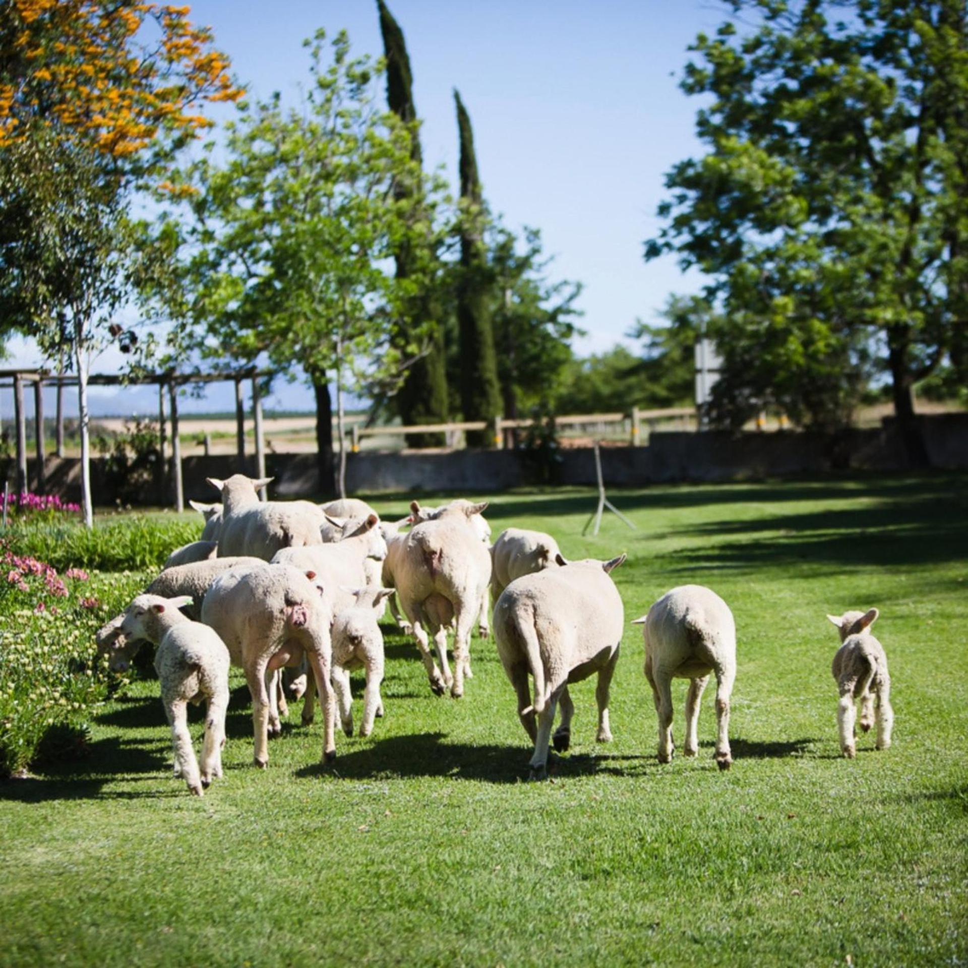 Doran Vineyards Farm stay *