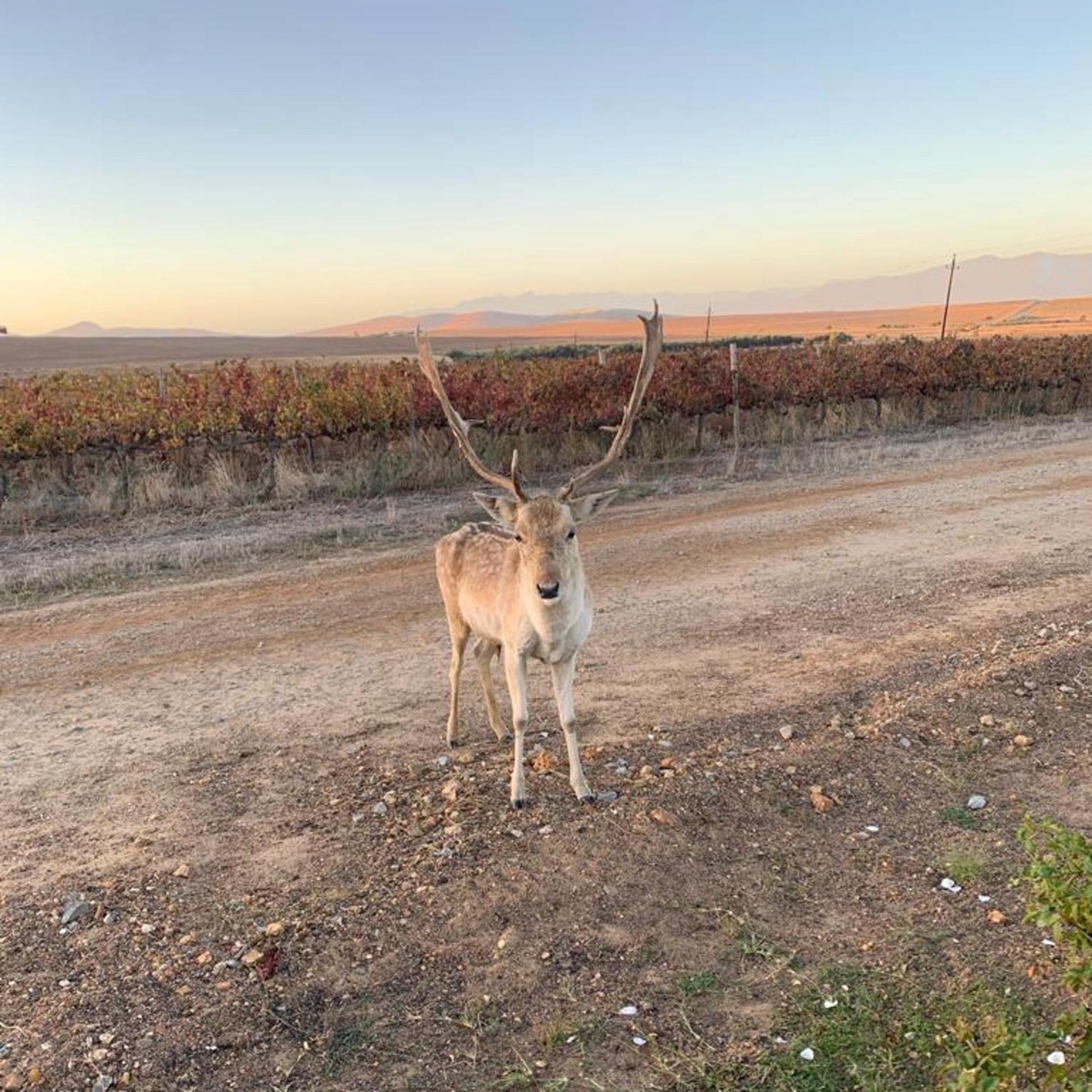 Doran Vineyards Farm stay *