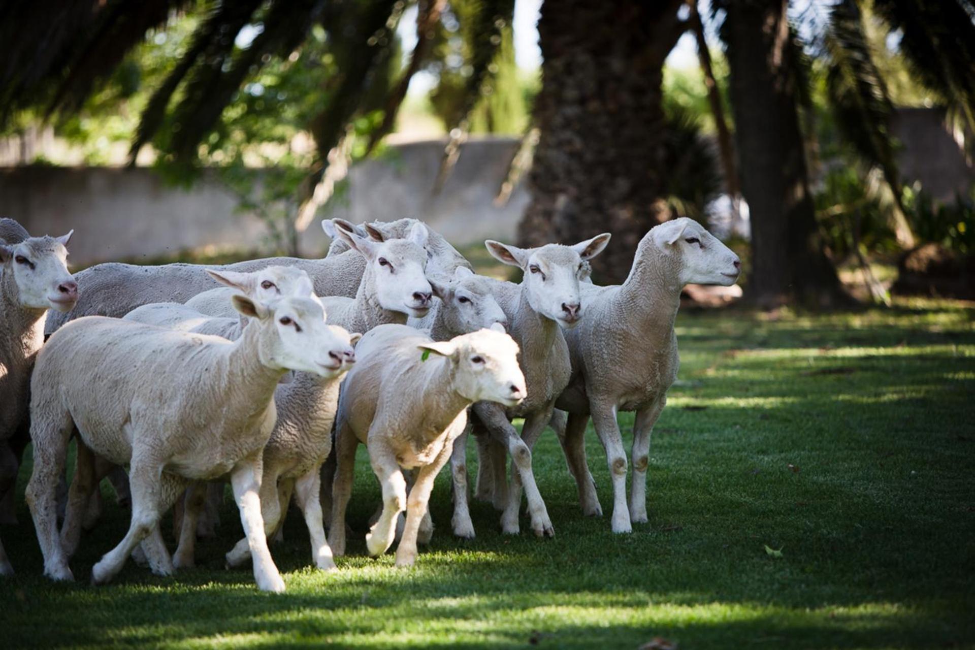 Farm stay Doran Vineyards Paarl