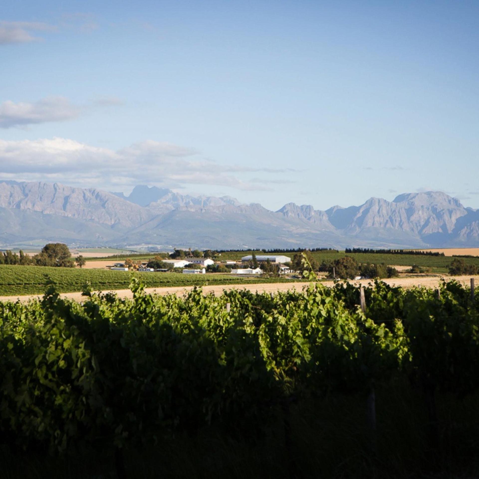 Doran Vineyards Paarl