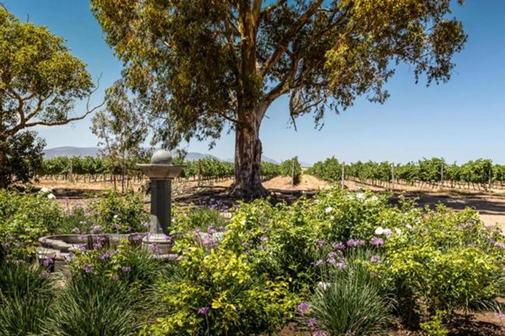 Doran Vineyards * Paarl