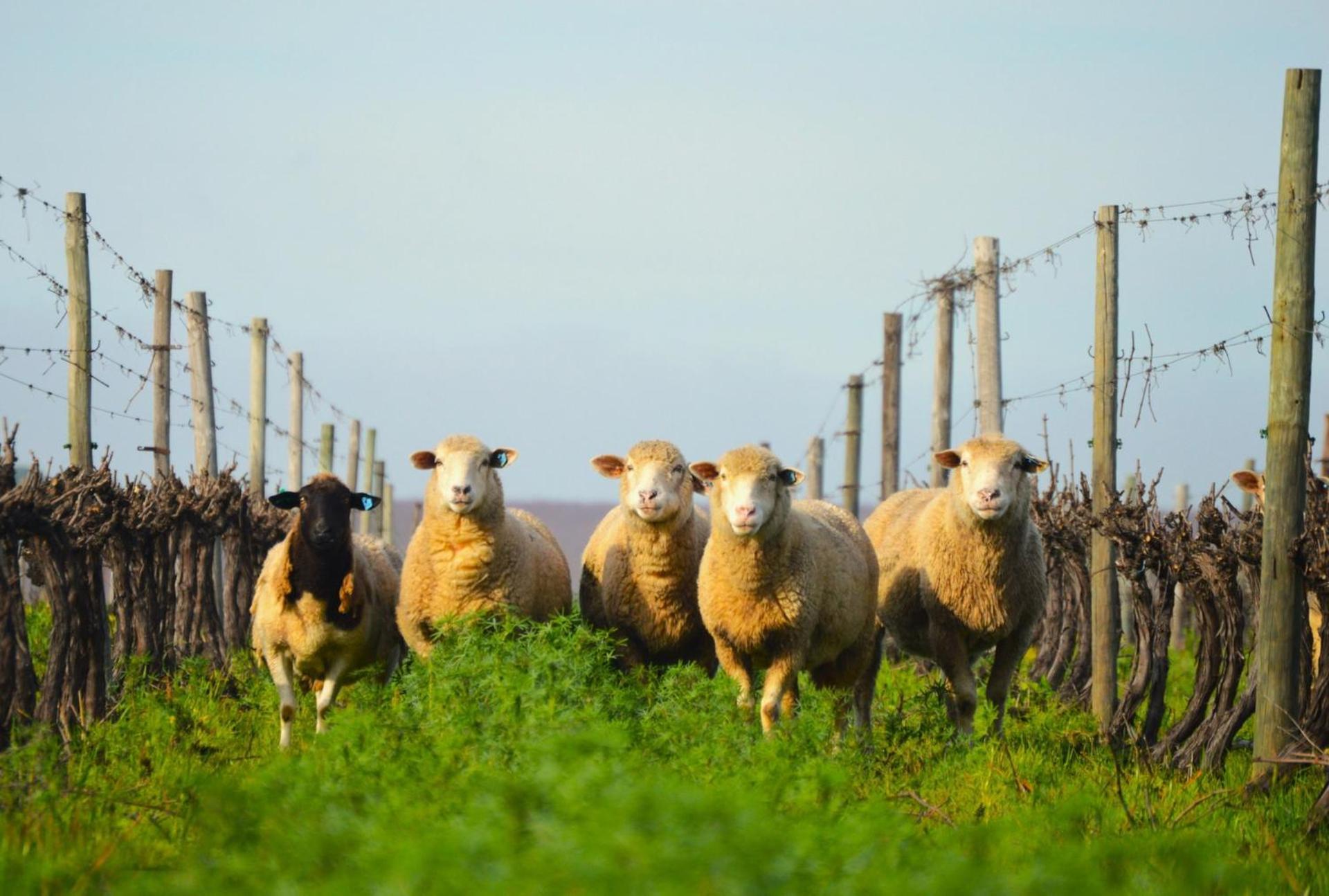 Farm stay Doran Vineyards