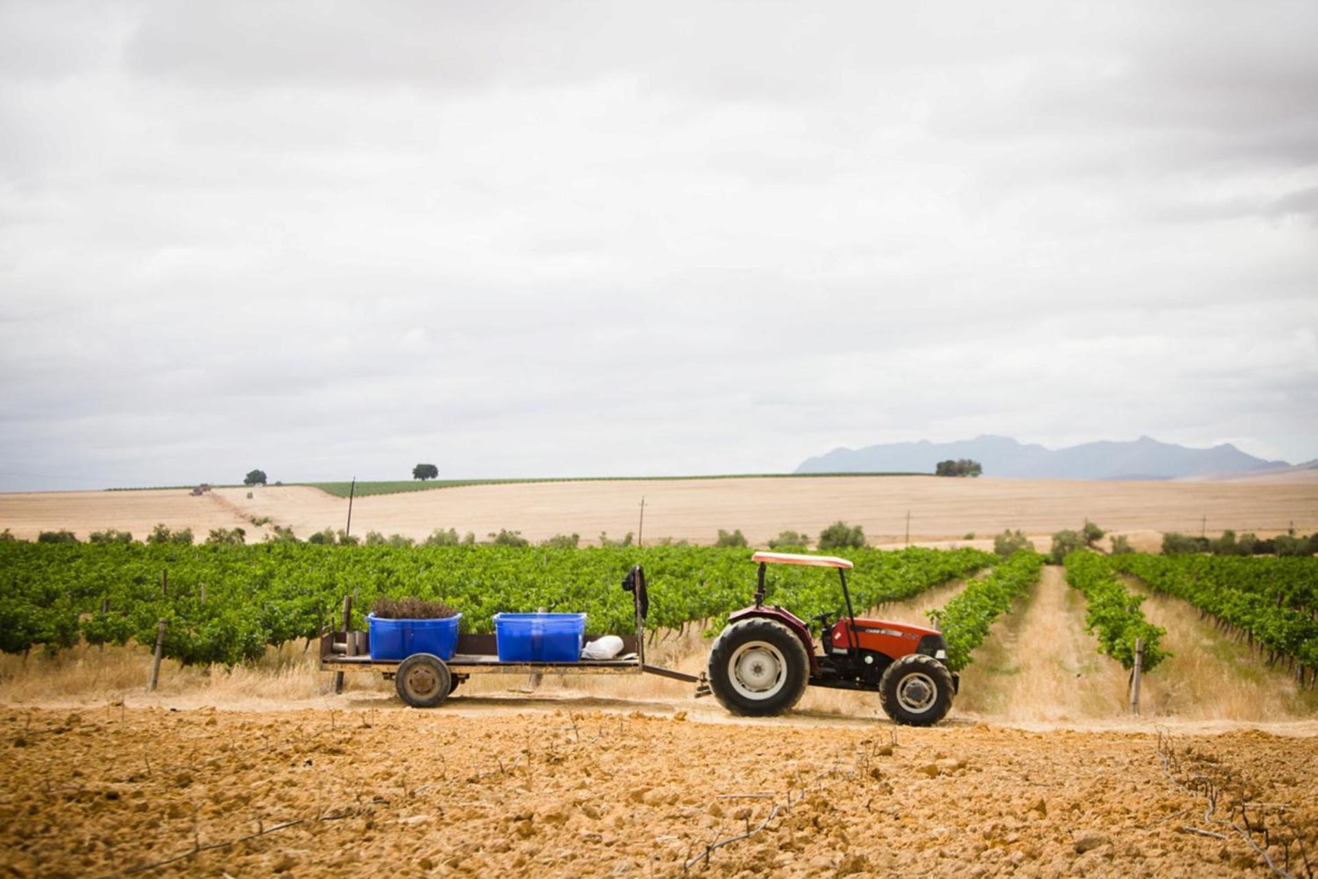 Doran Vineyards *