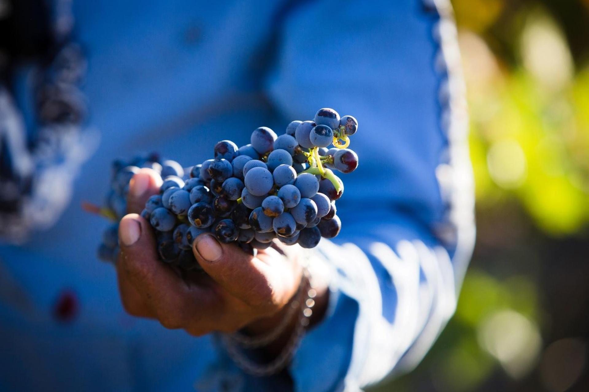 Doran Vineyards Paarl