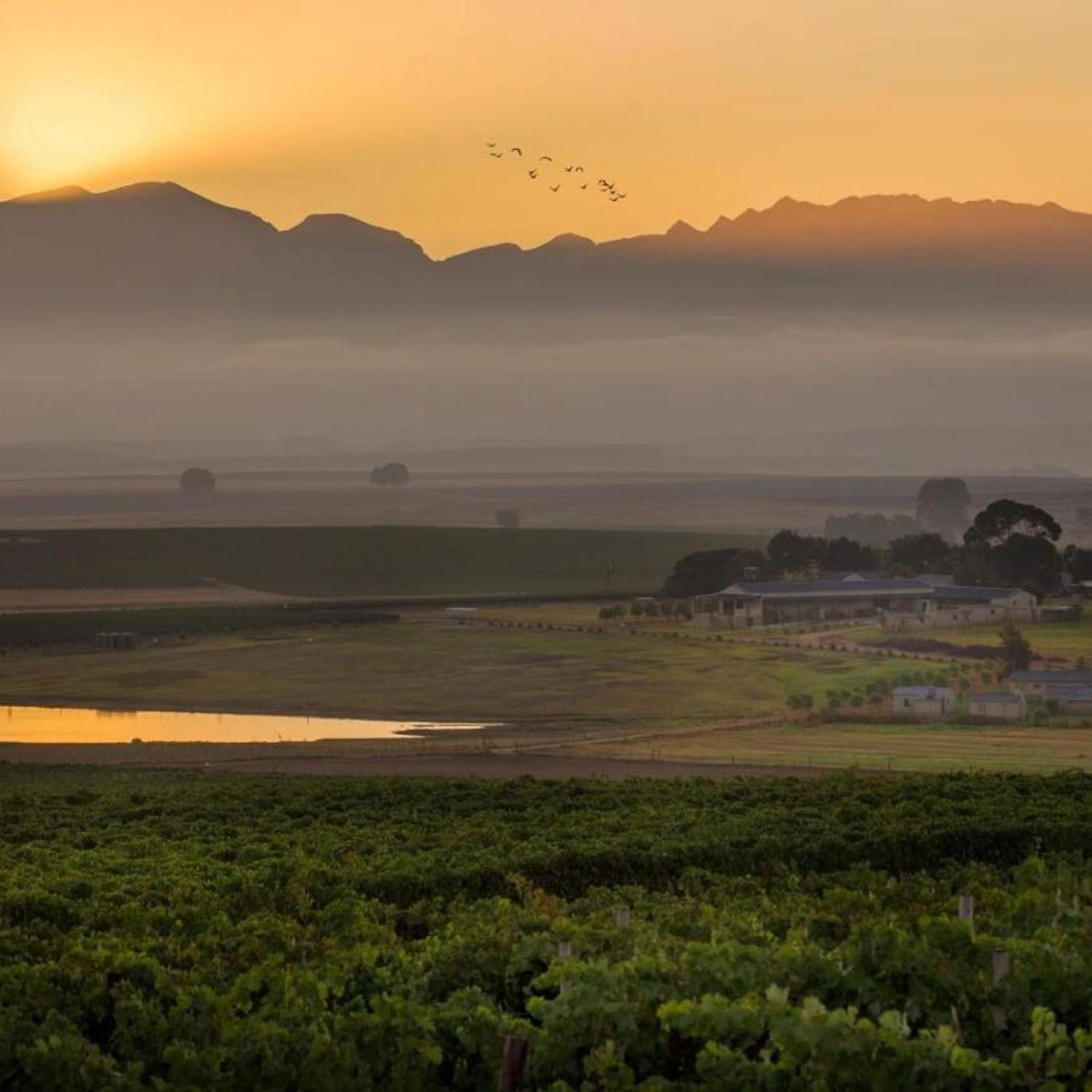 Doran Vineyards