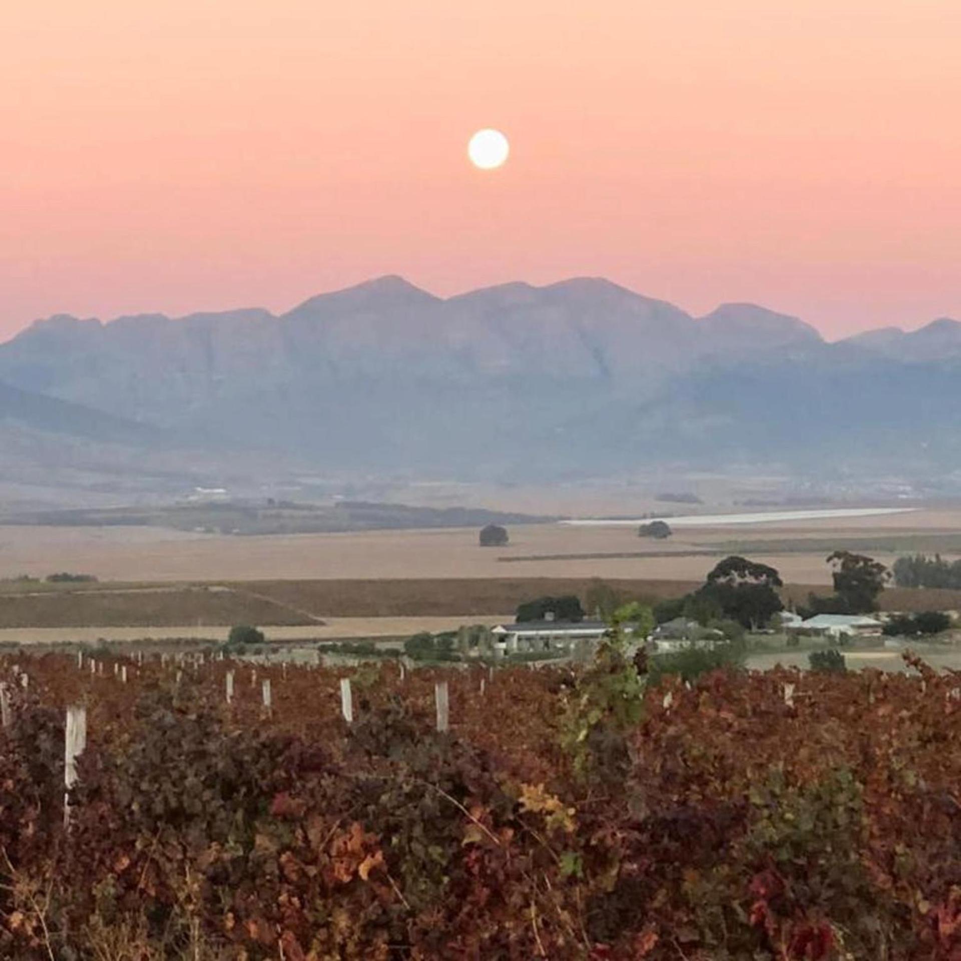 Doran Vineyards *