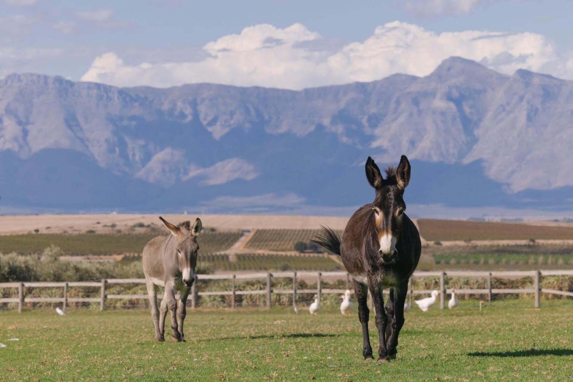 Doran Vineyards * Paarl