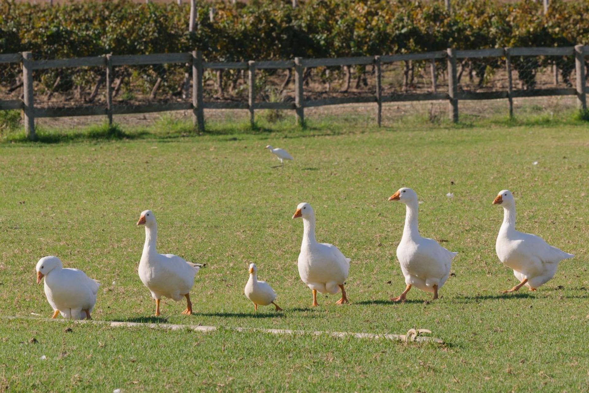 Farm stay Doran Vineyards *